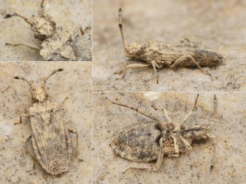Arenocoris waltlii